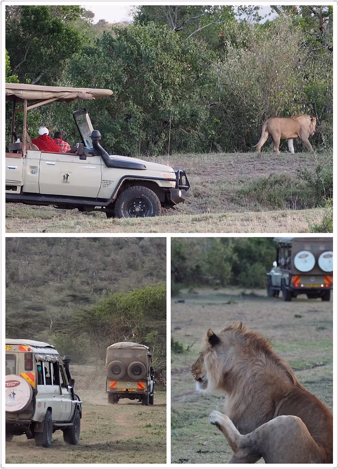 Wildlife Conservation